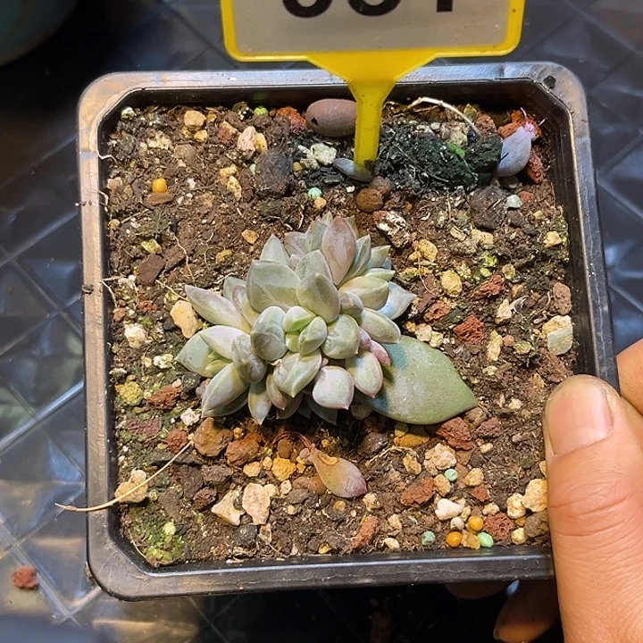 多肉植物邀月群951