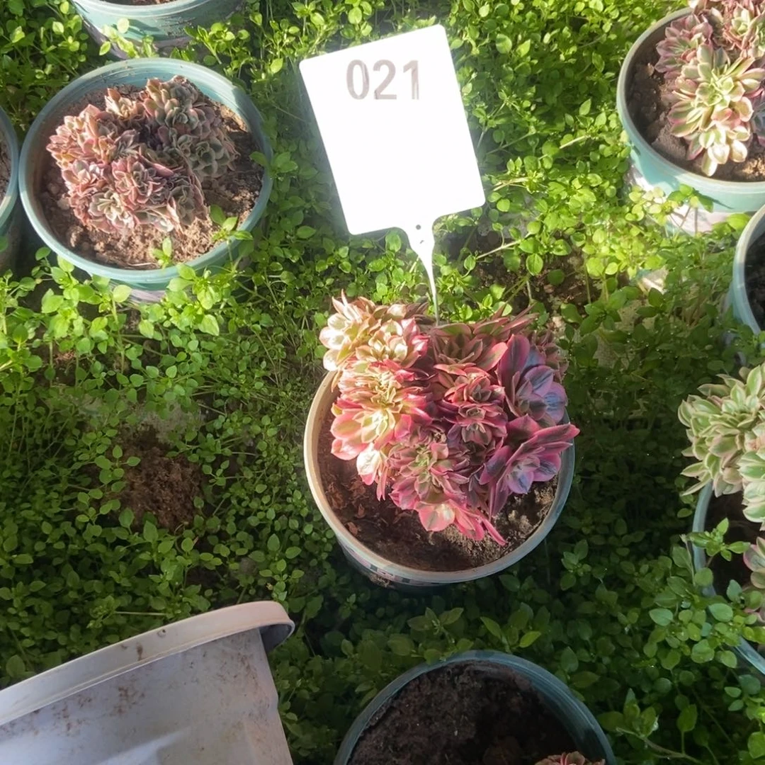 M***m西棚021粉女巫干伤处理