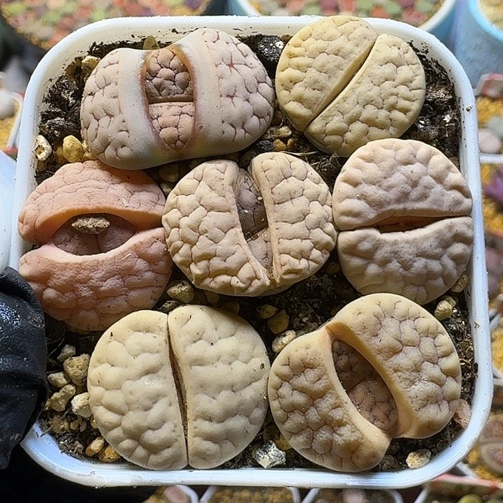 生石花111122。  301