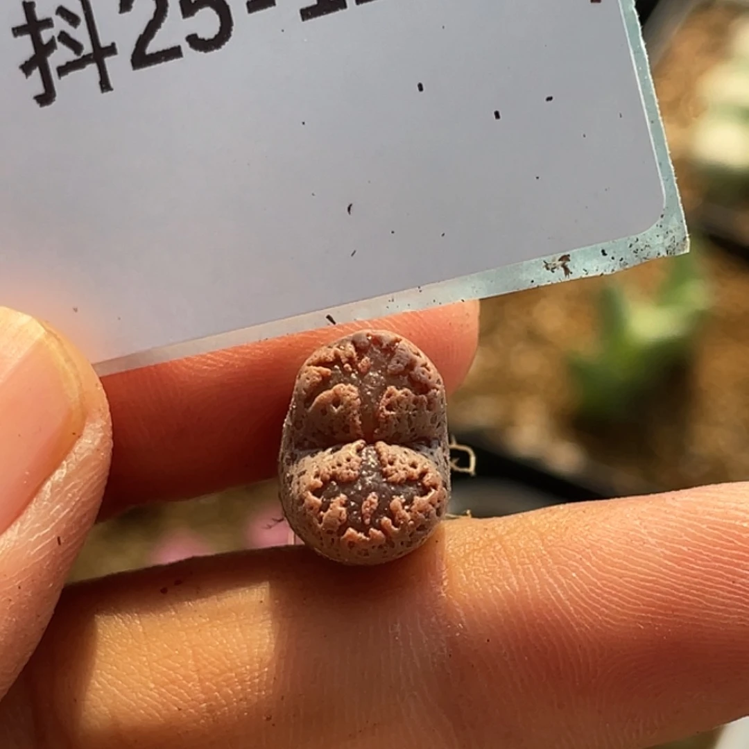 25-127勋章多肉植物