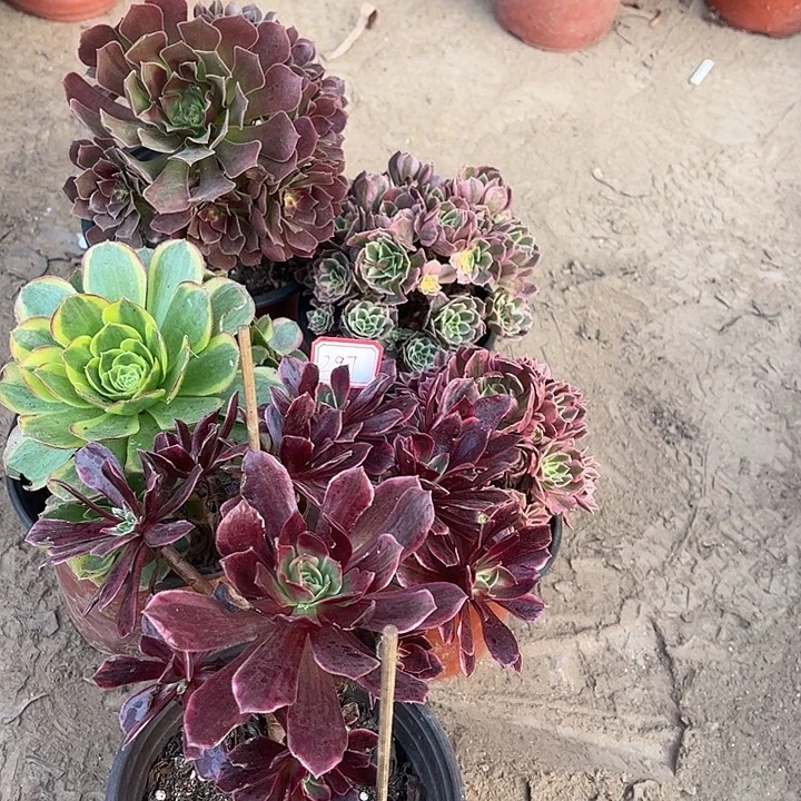 297多肉植物组合，