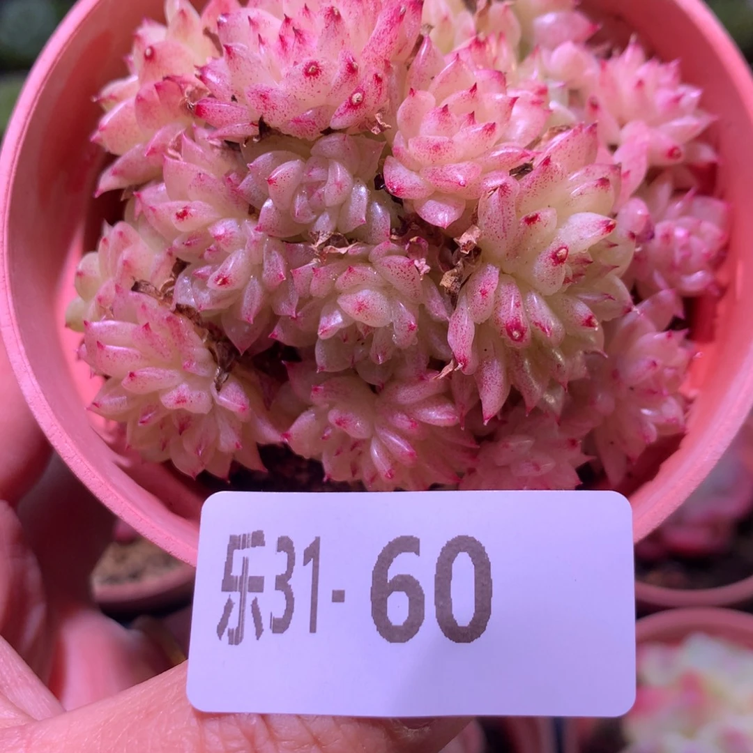 乐然31-60 麦秆群 不包整