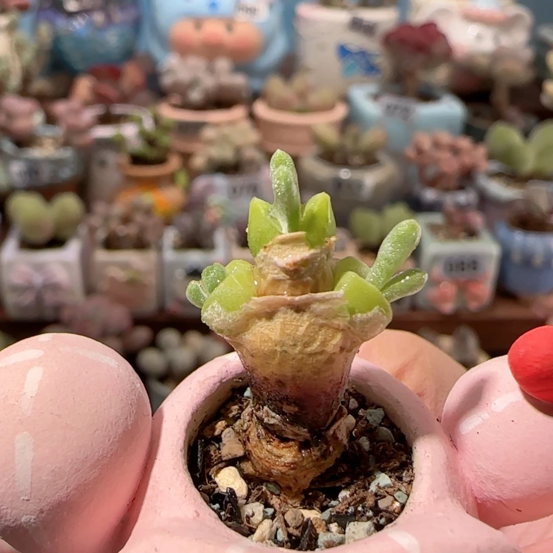 可爱兔子 盆口2.5cm