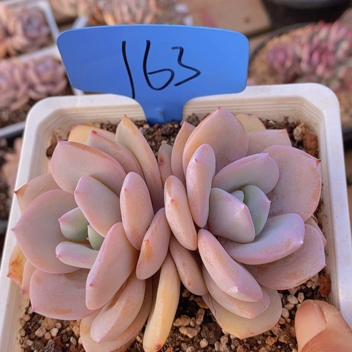 这个我都看出来这不是