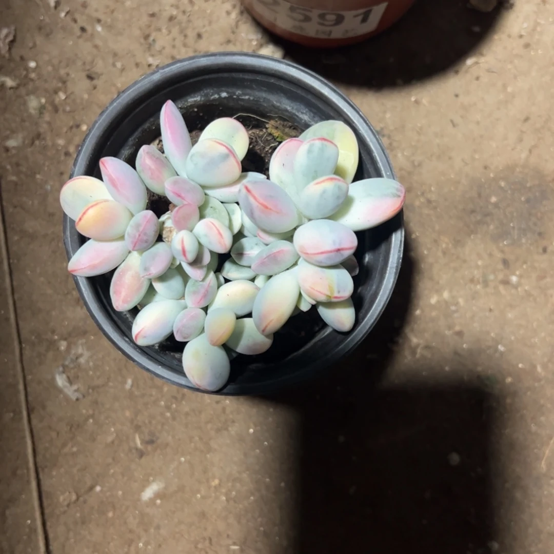 兔****?多肉乒乓福娘锦2657号