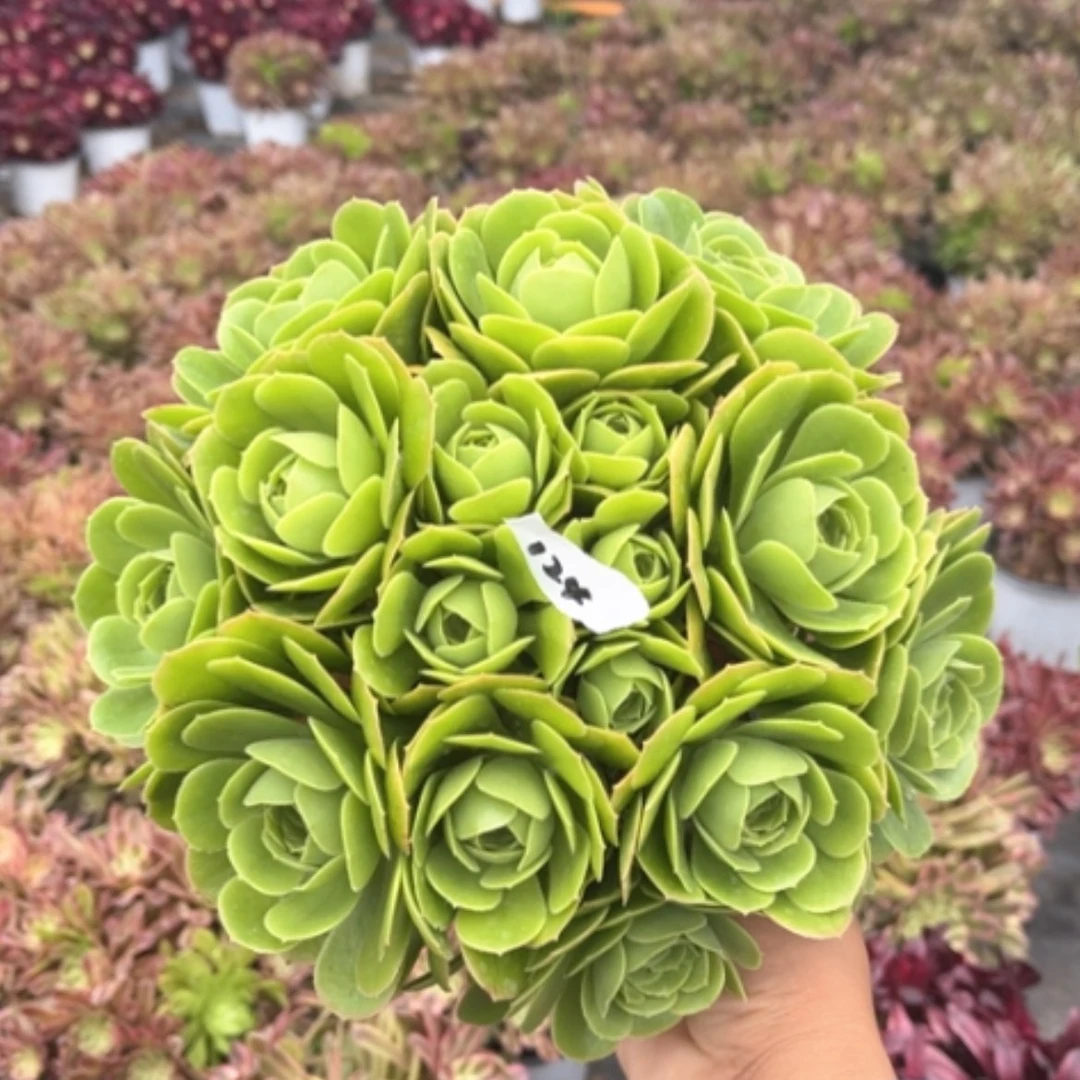 【闪购商品】124绿玫瑰多肉法师