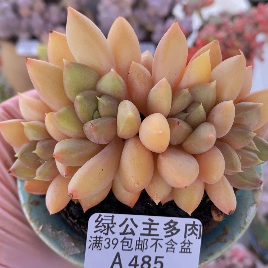 黄金象牙奶9cm485多肉植物