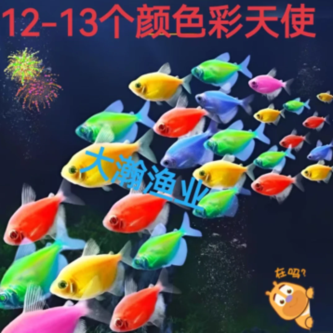 （热销1.9万）彩天使鱼小型热带观赏鱼草缸溪流缸群游好养适合新手