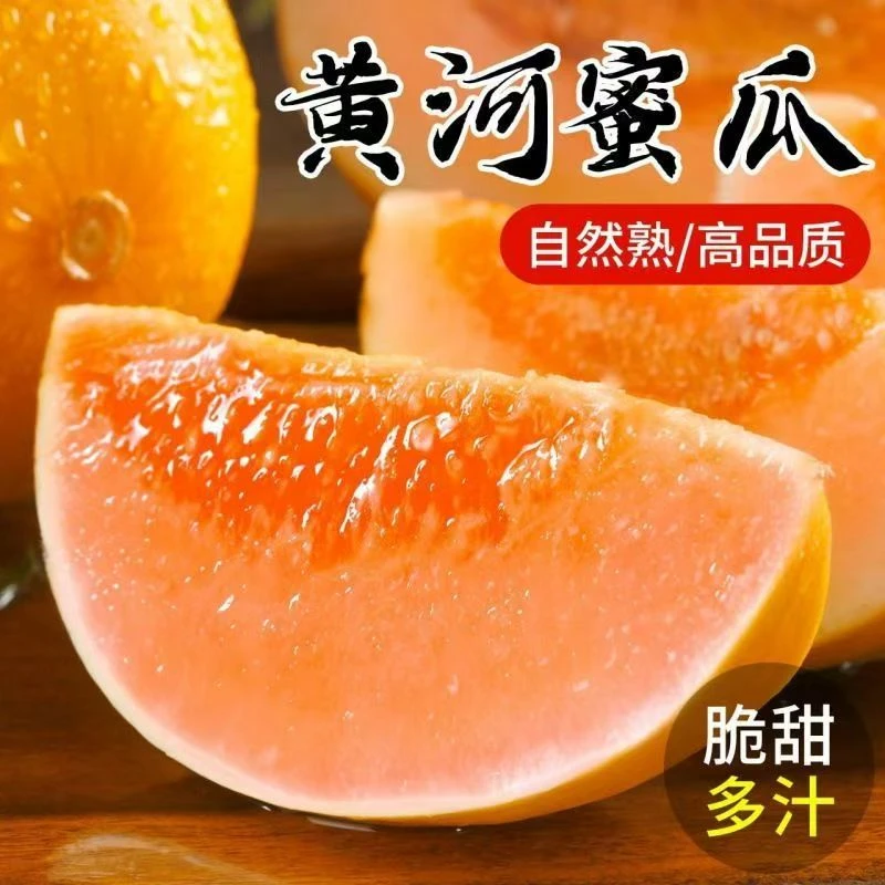 【产地直发】甘肃民勤沙漠蜜瓜黄河蜜金红宝蜜瓜带箱新鲜采摘发货