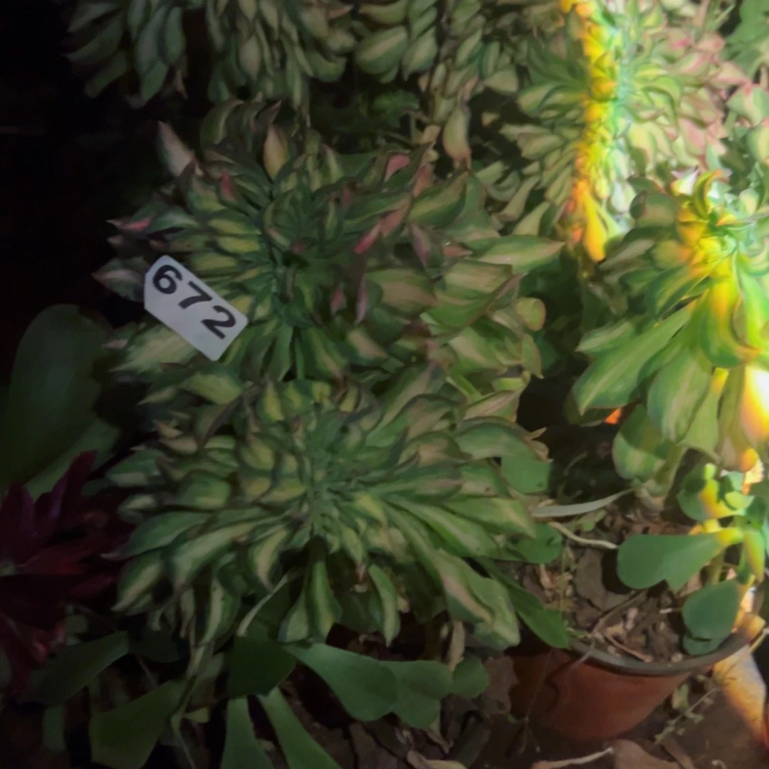 672 号多肉植物法师