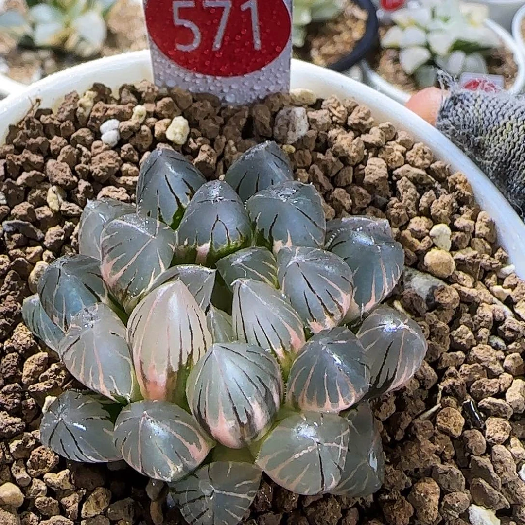 571号霓虹灯玉露锦 4.6 厘米左右一物一下拍带盆发货