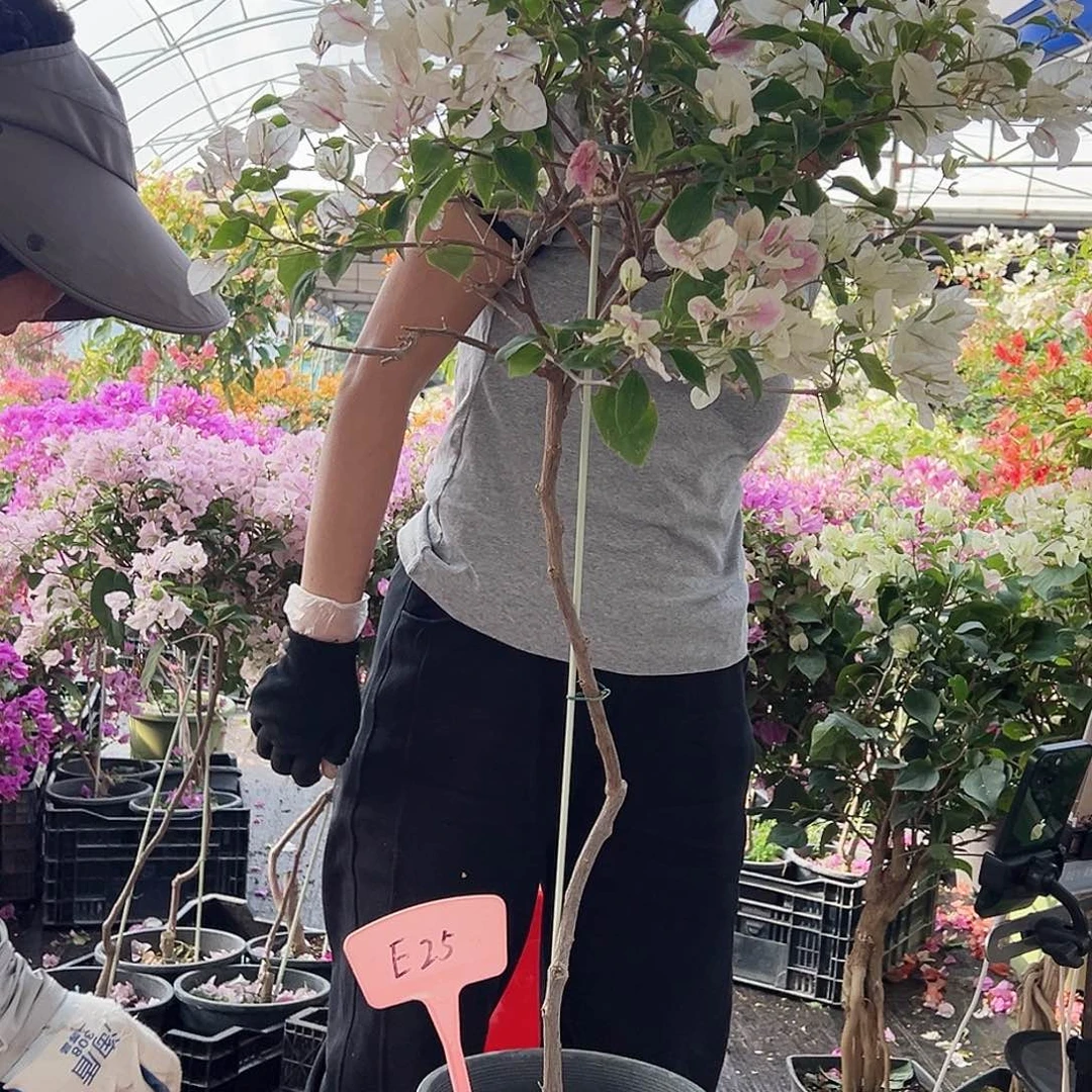 用***1大部分花苞少量开放E25广红樱