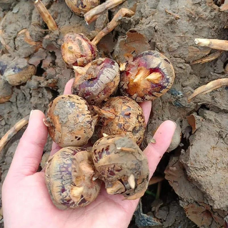 广西桂林荔浦水果马蹄荸荠现挖新鲜当季脆甜无渣多汁大果王