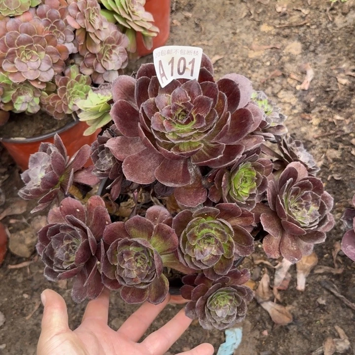 黑寡妇……多肉植物……