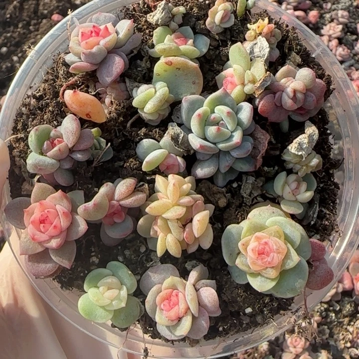 绝绝子多肉植物一盒28
