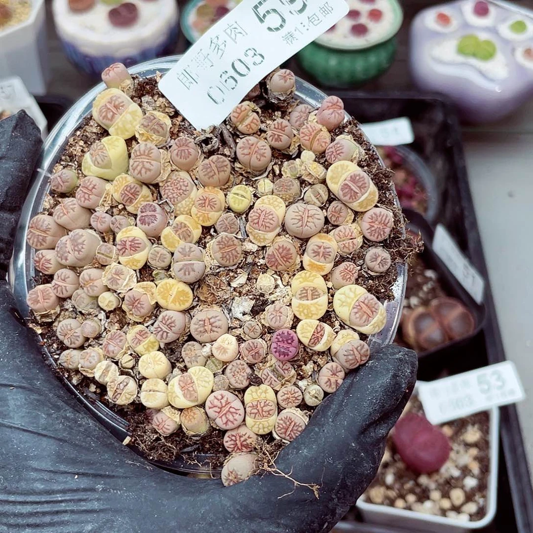 郎哥18包邮0603-59