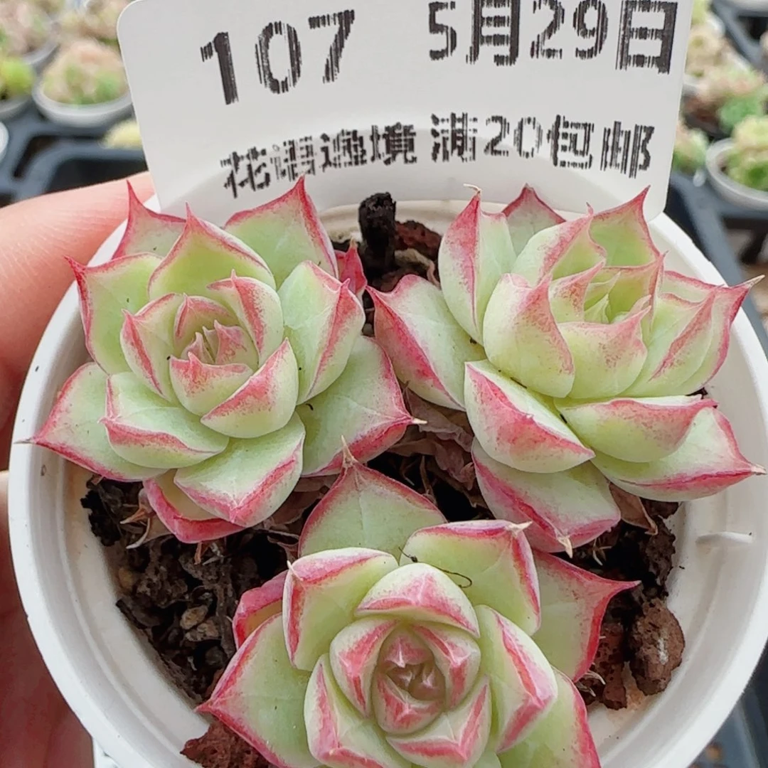 花语逸镜0529-107
