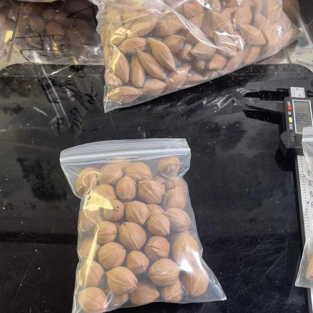 吊坠龙脊菩提玩*