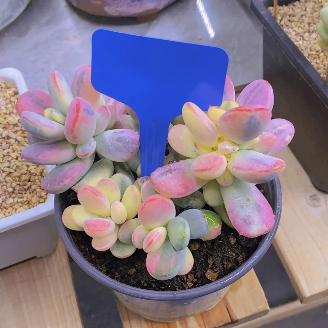 美*开心多肉植物多肉