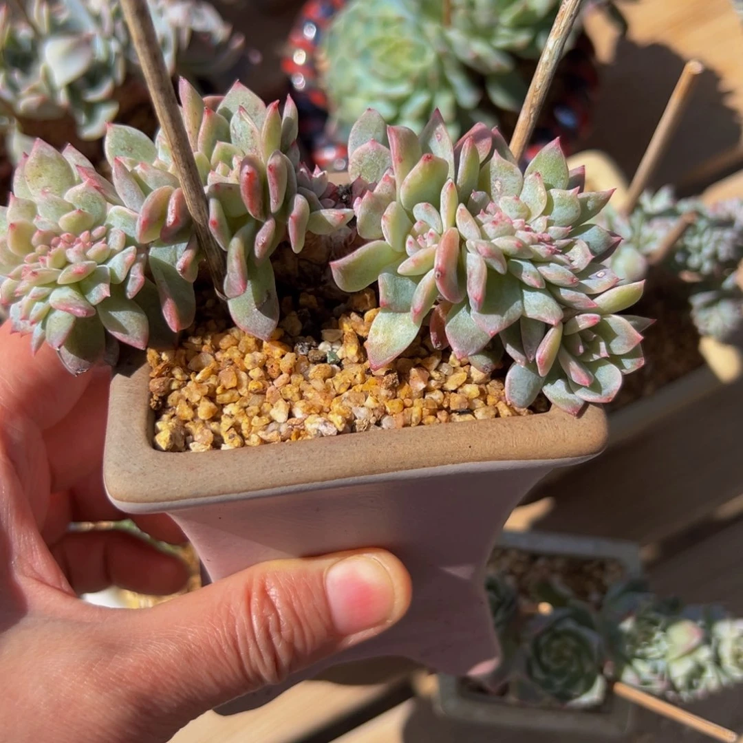 新年快乐 新年快乐