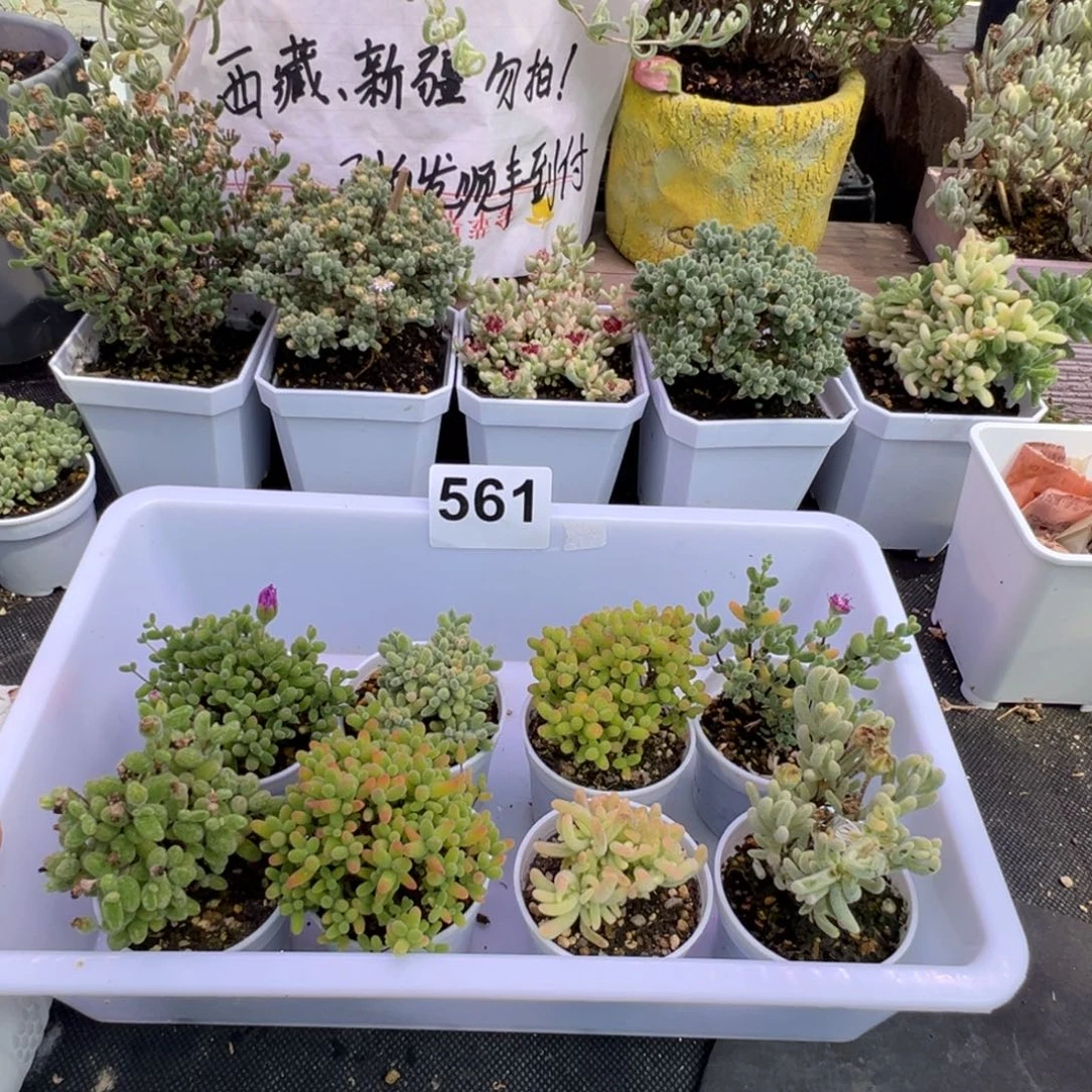 多肉植物枝干8颗