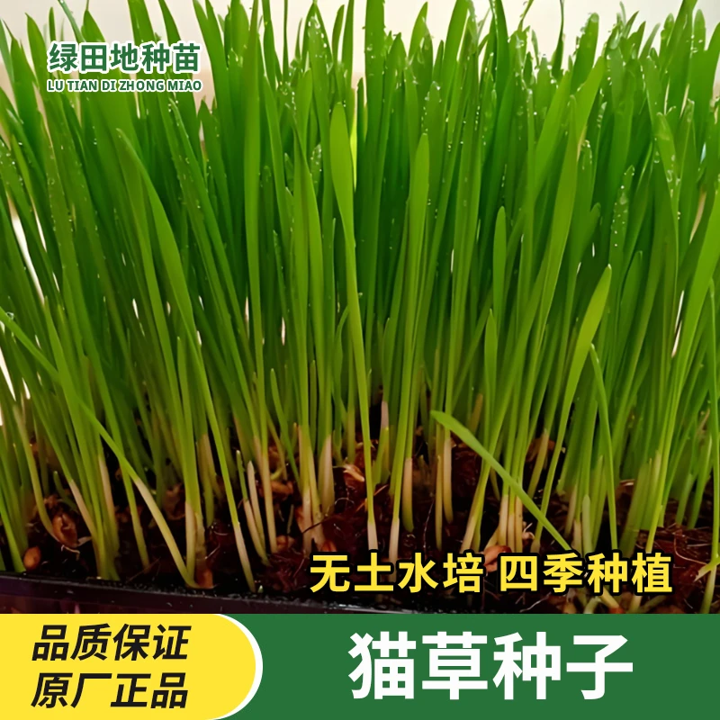 猫草种子猫零食懒人阳台盆栽化毛去毛球天然猫草猫咪水培猫草套装