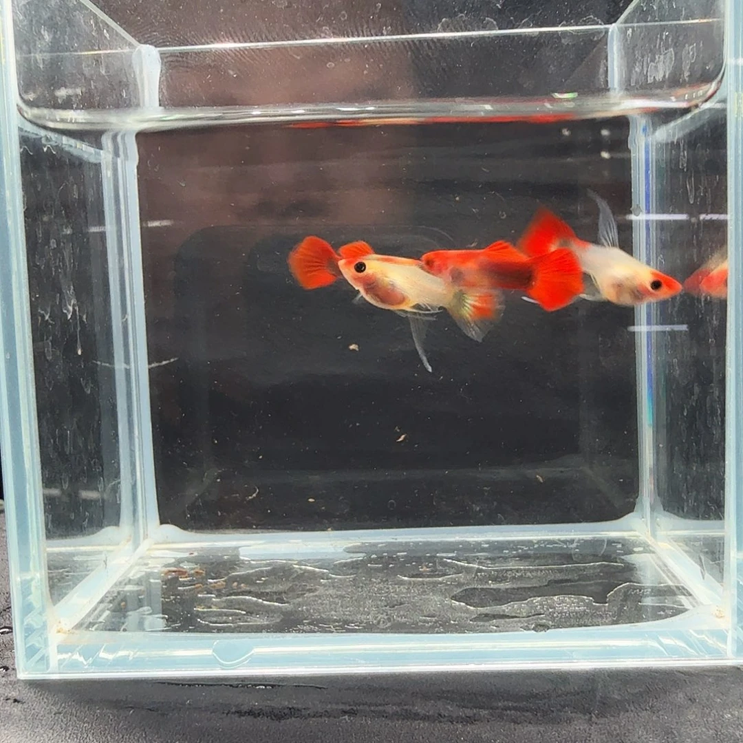 孔雀鱼红头玻璃猫大C两对