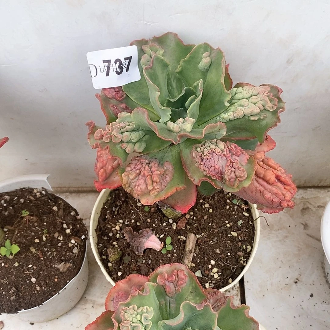 ?****?737嘉年华多肉