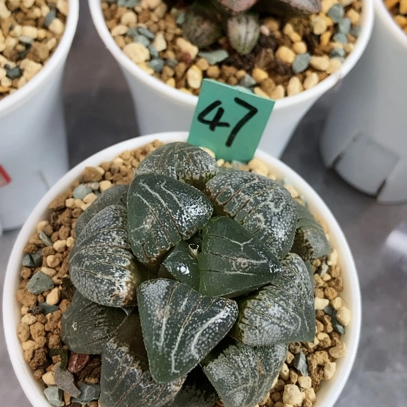 【闪购商品】47云遮月