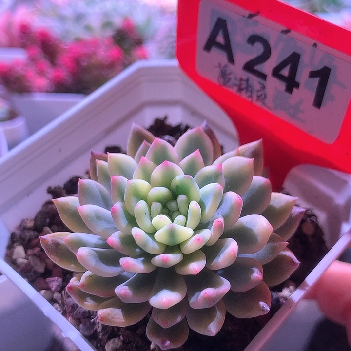 蓝精灵有根有根有