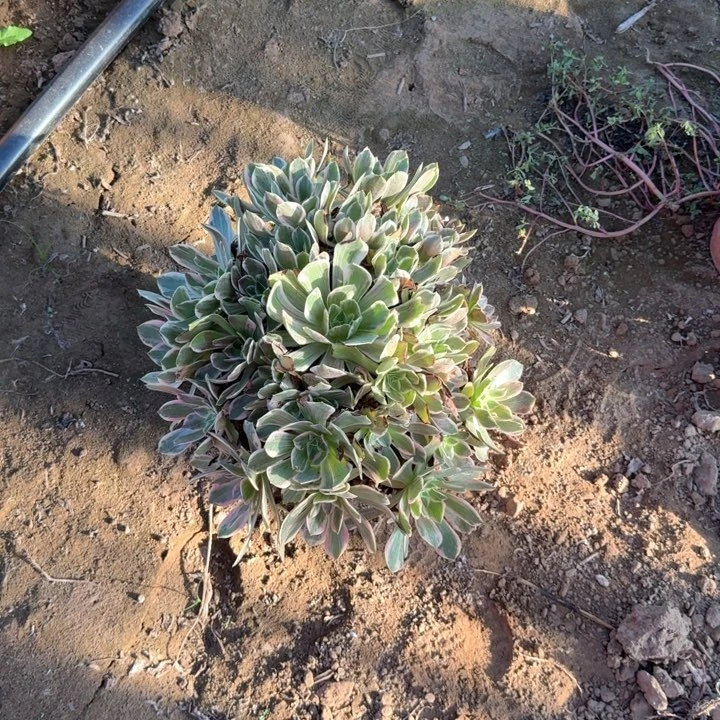 浣纱法师青涵多肉植物