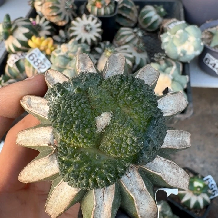 938细密大尤哥斯拉牡丹仙人球