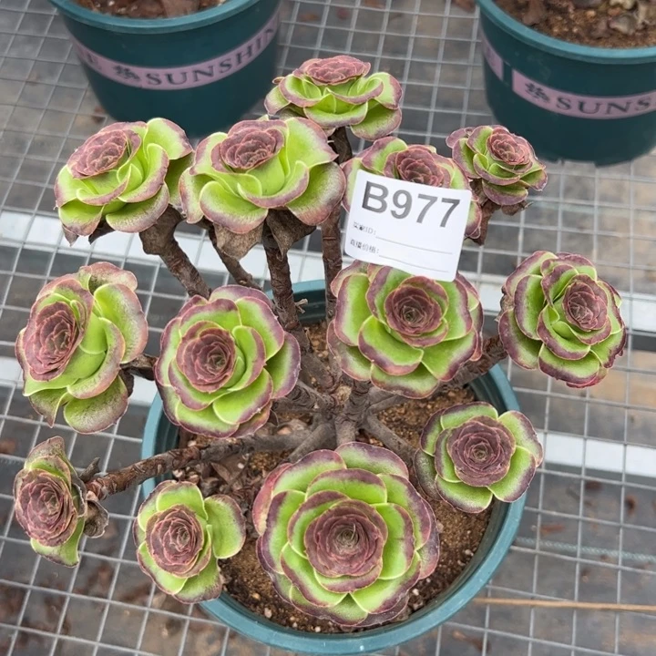 977魅金玫瑰朵朵20厘米左右