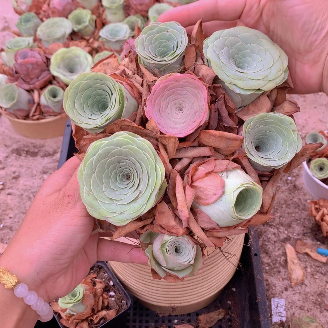 7颗大单头多送1颗量拍