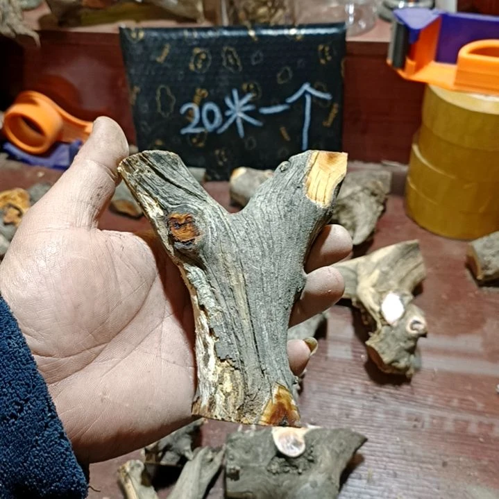 @***川香榧木崖柏原叉崖柏原叉崖柏原叉
