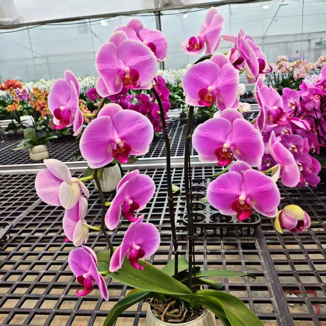 【海洋之心】粉色大花型花蝴蝶兰室内种植观赏送礼带花发货