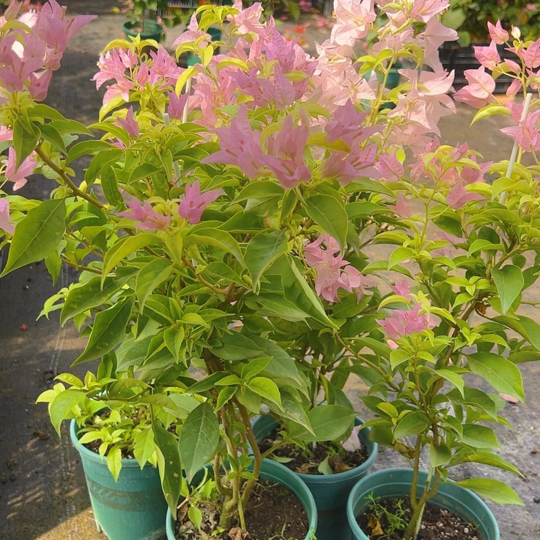 当前无花栽培后可以开花姬小桃带竹一棵