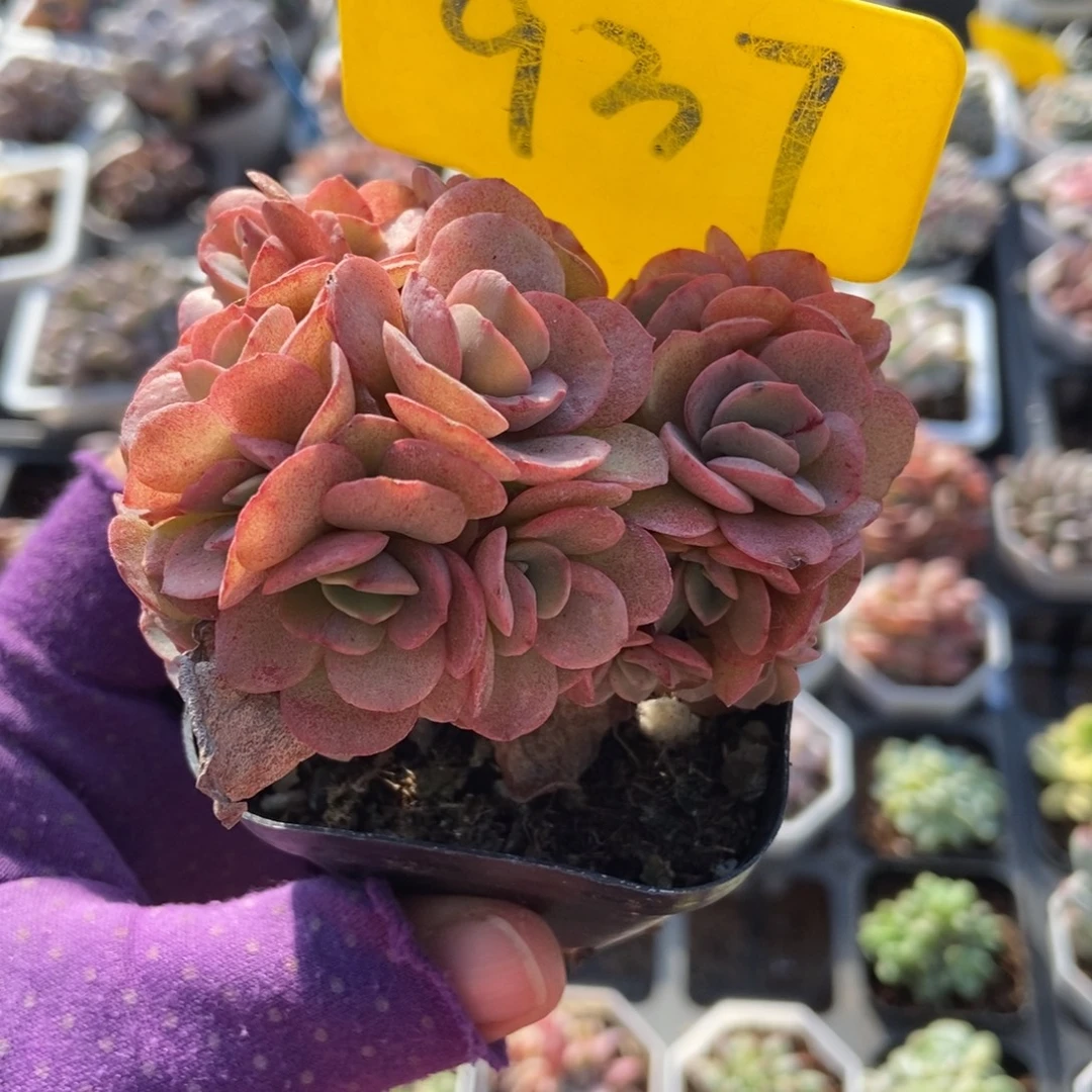 937秀妍多肉植物多肉