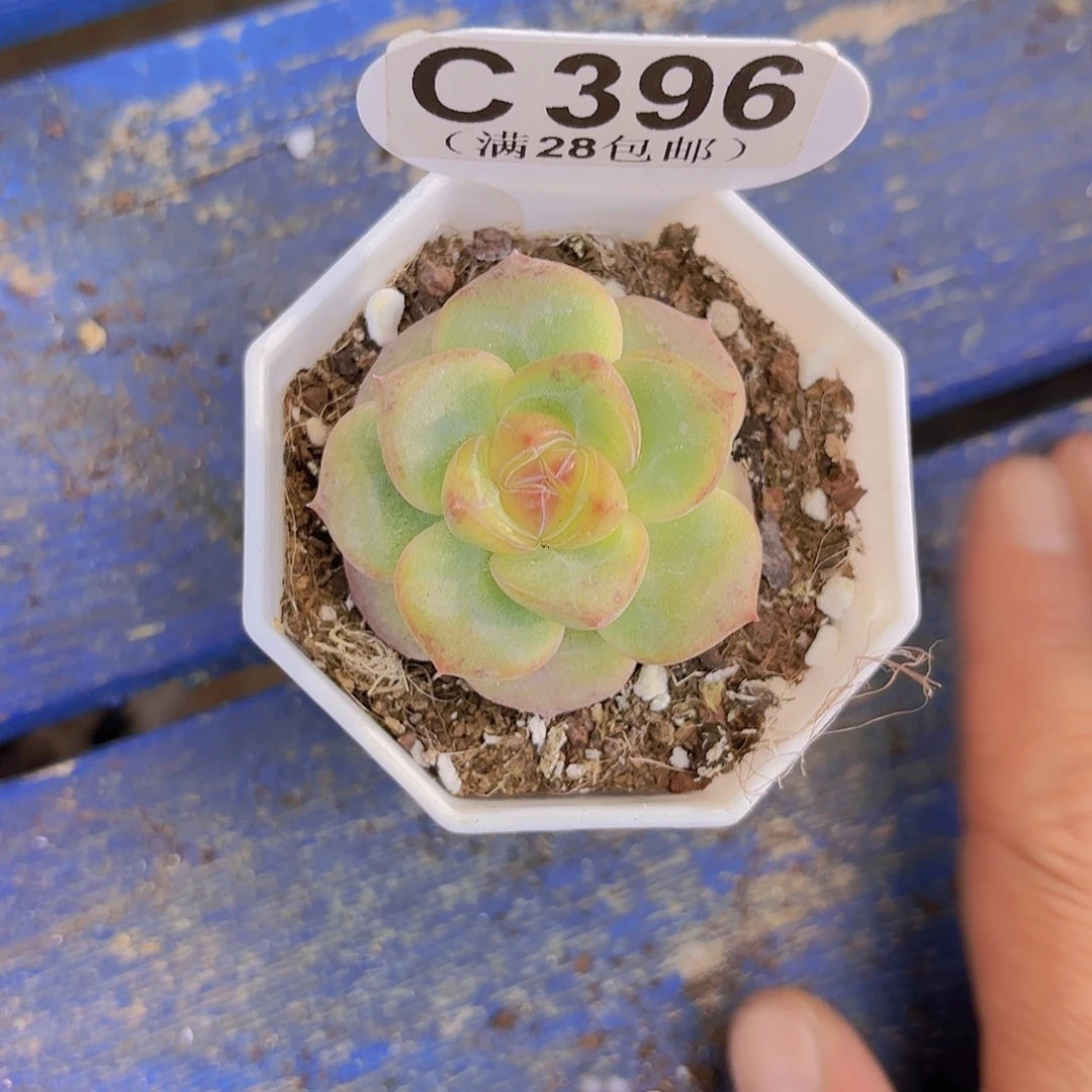 C396凤凰珍妮一物一拍