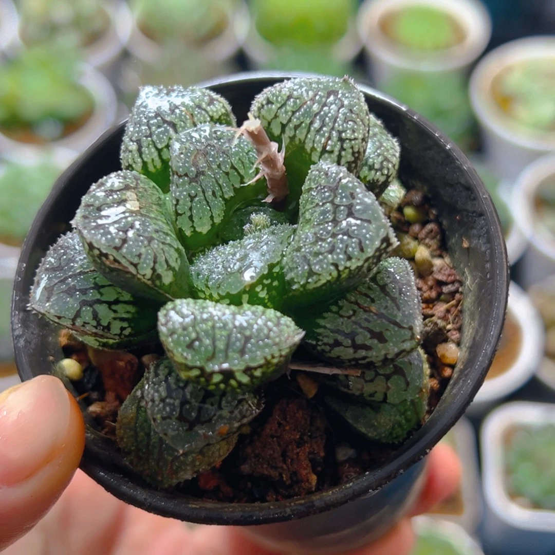 万象盆魔多寿多肉多肉1