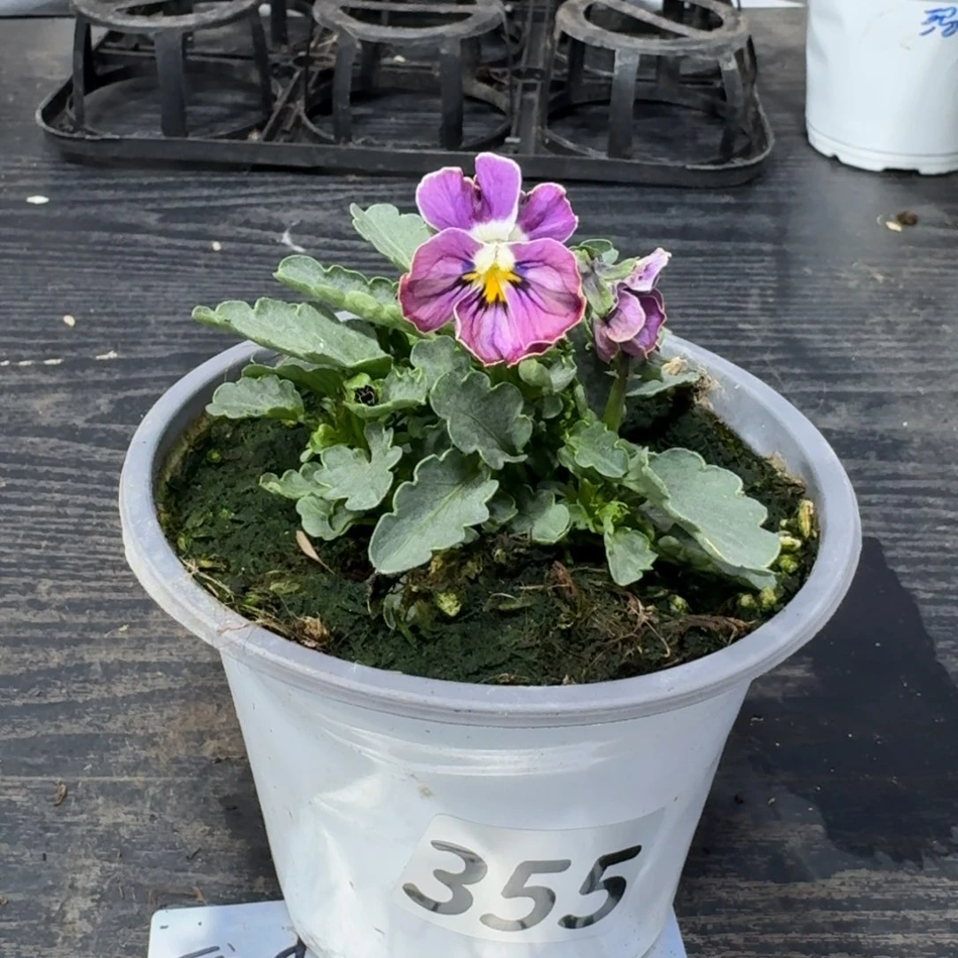 全部花朵355号心跳