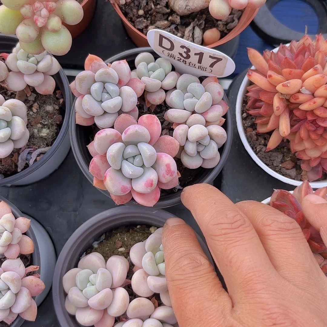 D317花瓣路一物一拍