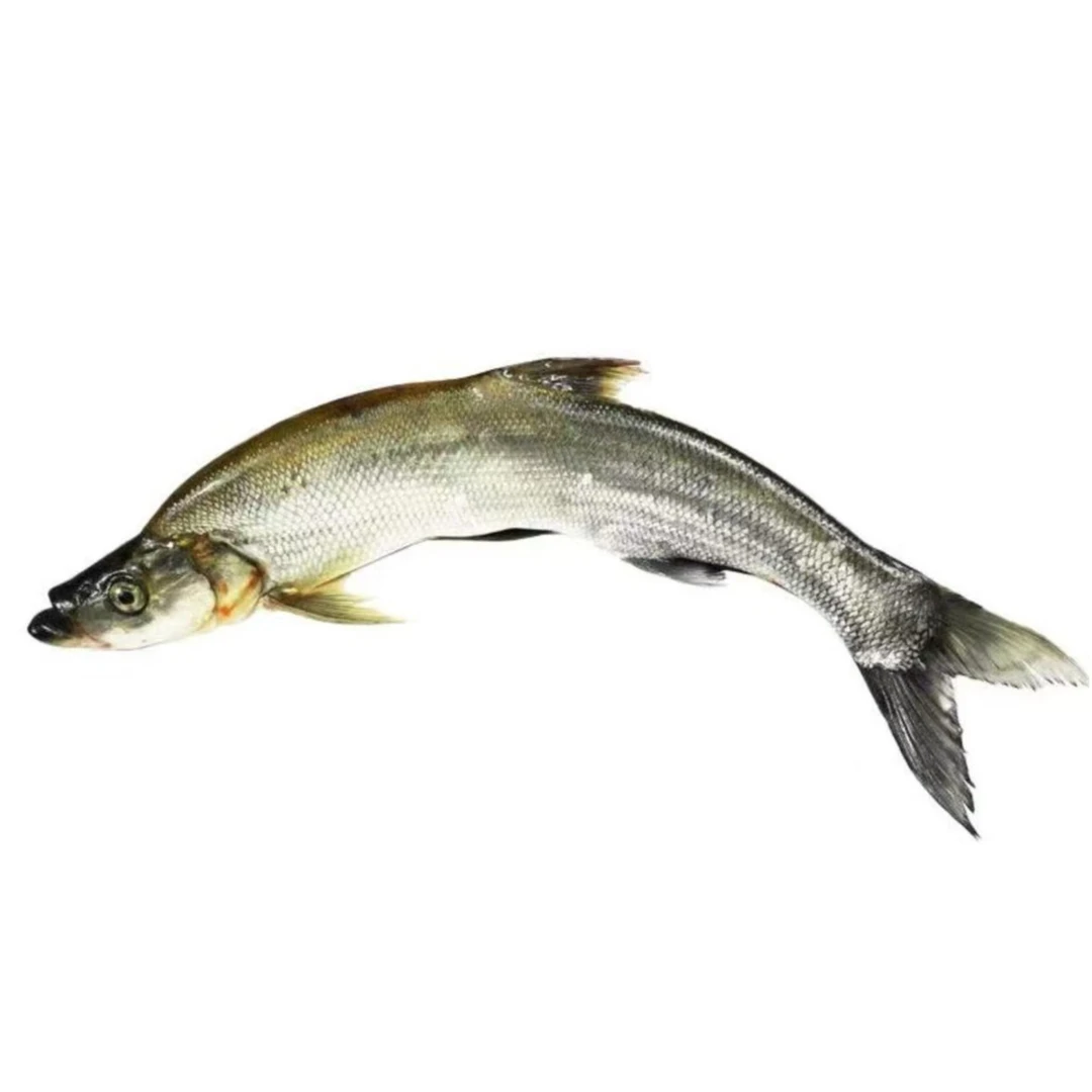 鲜活生态翘嘴鱼 翘壳鱼（单条）