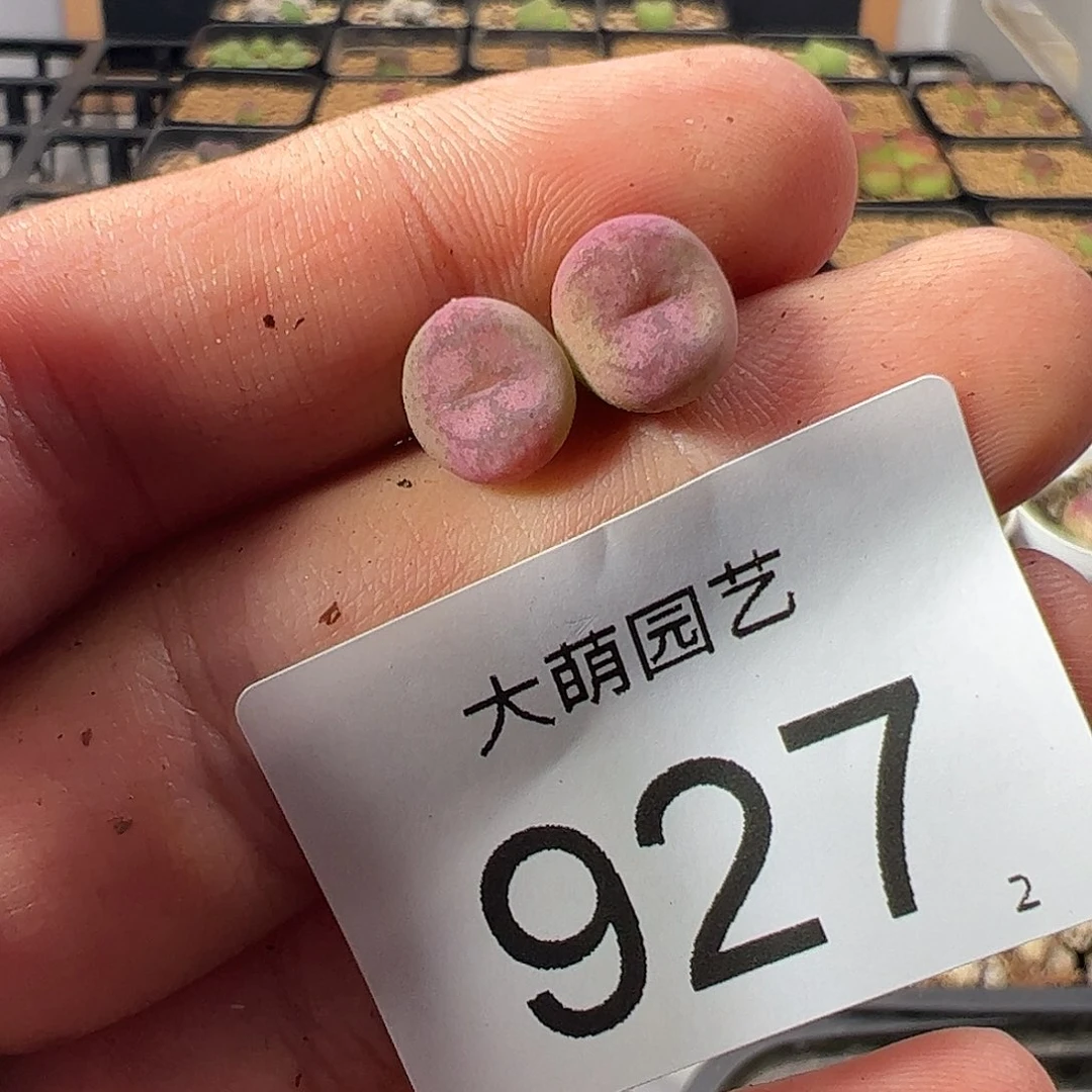 一物一拍。     927