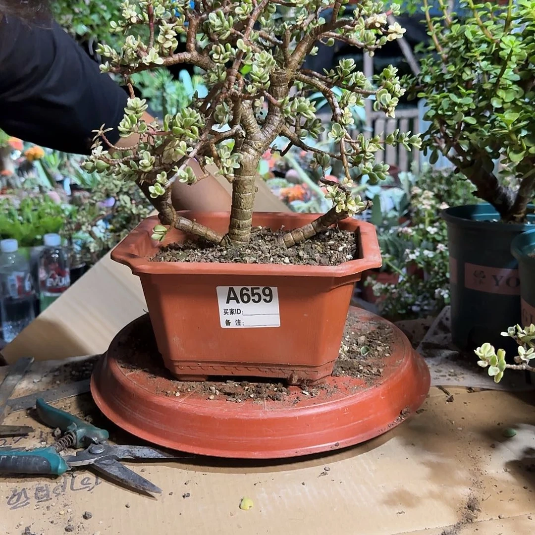 雅乐之舞老桩造型659