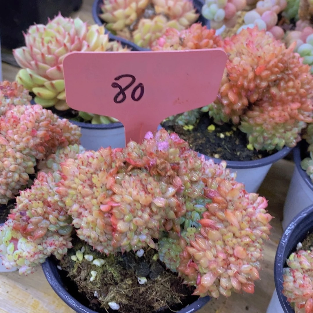 马年见，来日方长，一单包邮