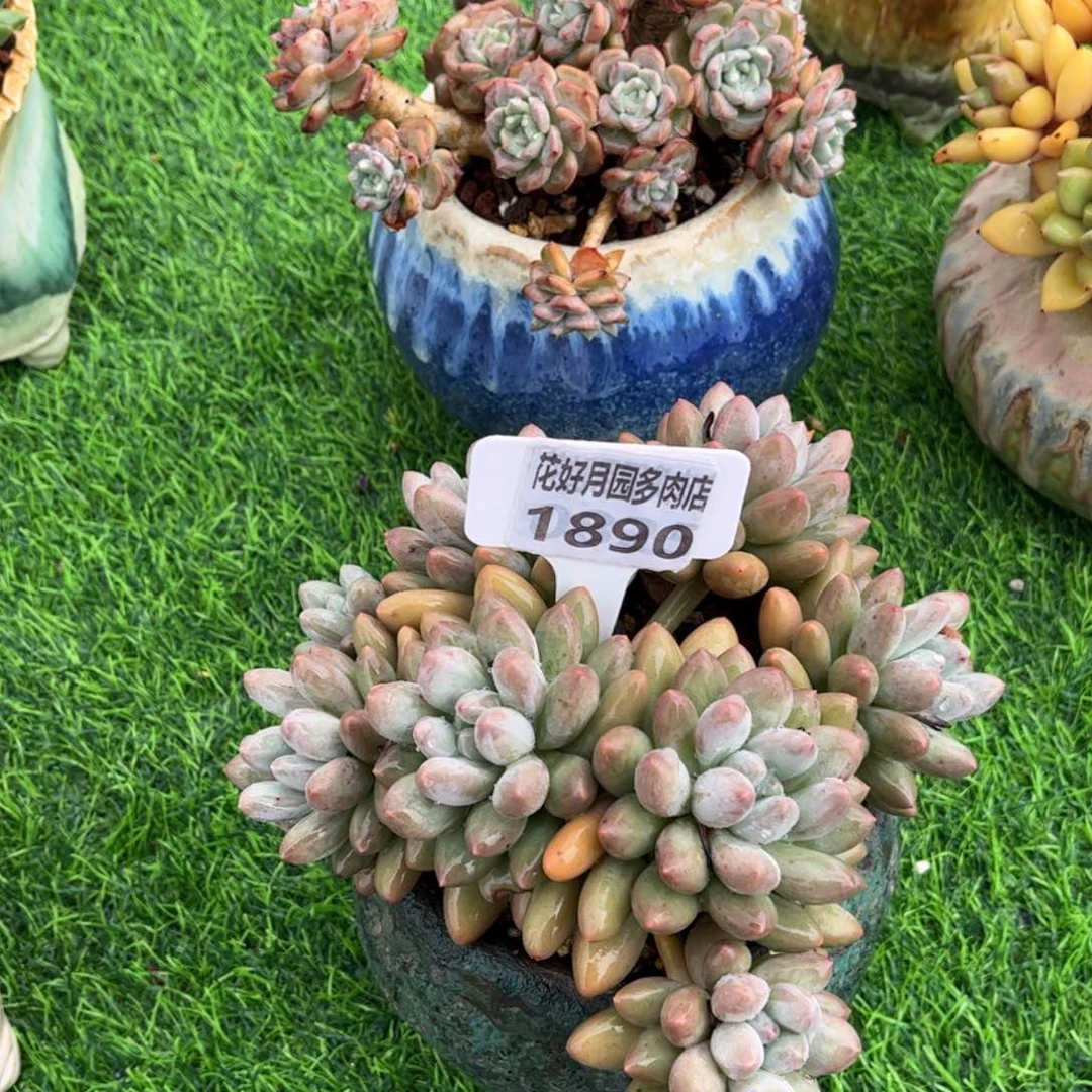 M***言多肉植物1890换盆