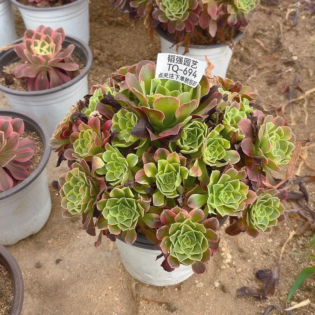 特斯拉多肉植物上694
