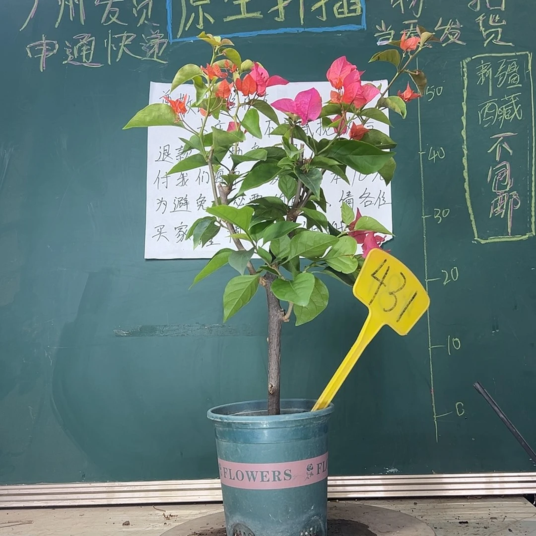 当前无花栽培后可以开花同安红 431