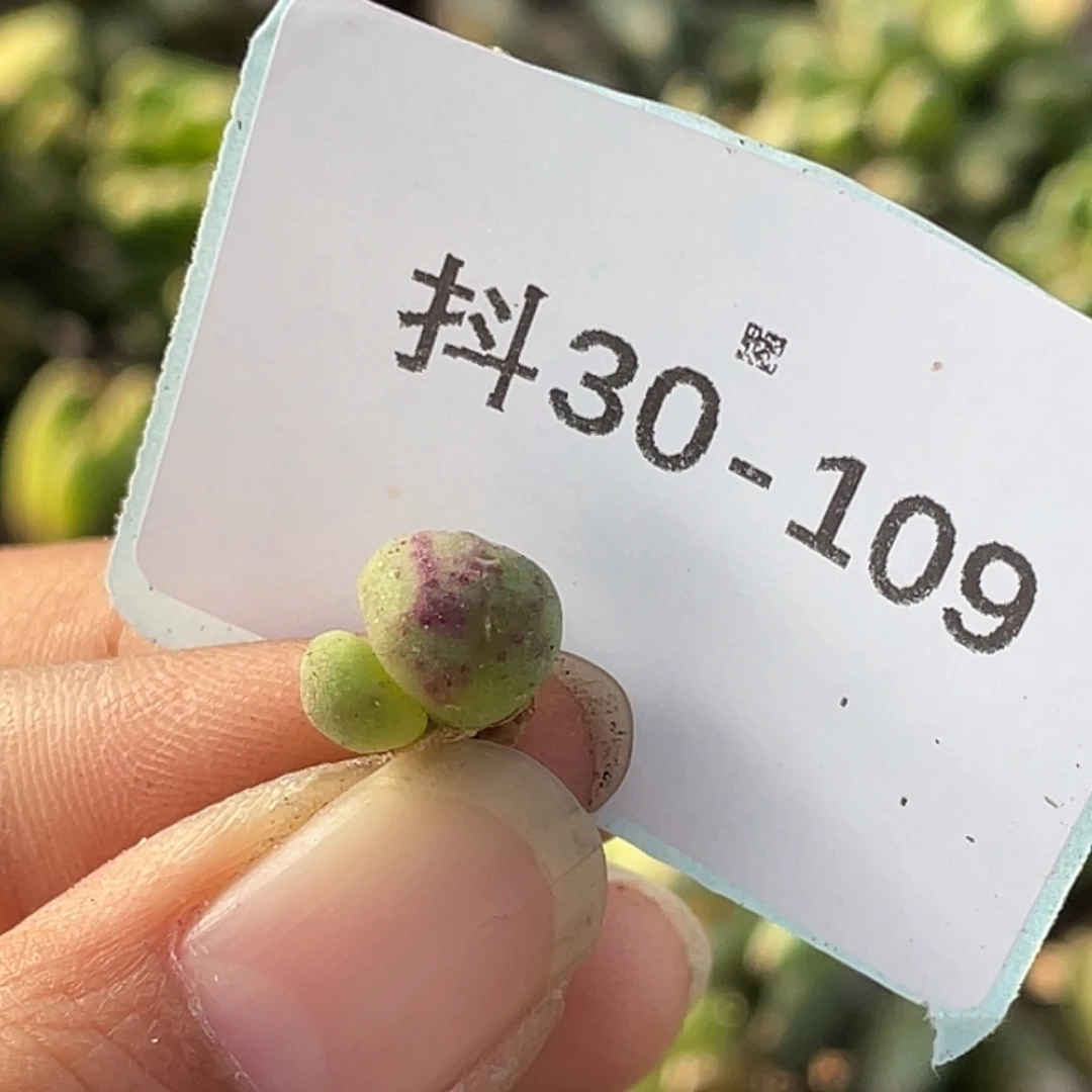 *****30-109肉锥多肉植物